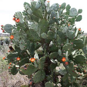 BOX STUFFED WITH Fresh Cut Pad Opuntia Quimilo Giant Tree like Prickly Pear Tree